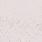 Immunohistochemical staining of human cerebral cortex shows strong nuclear positivity in deep layers neurons.