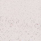 Anti-FOXP2 Antibody