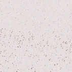 Immunohistochemical staining of human cerebral cortex shows strong nuclear positivity in deep layers neurons.