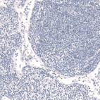 Anti-FOXP2 Antibody