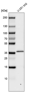 Western blot analysis in human cell line U-251 MG.