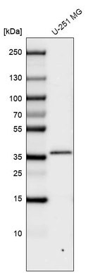 Western blot analysis in human cell line U-251 MG.
