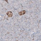 Anti-MAP2 Antibody