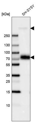 Western blot analysis in human cell line SH-SY5Y.