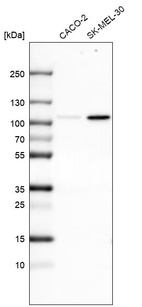 Anti-SOX6 Antibody