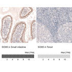 Anti-SOX6 Antibody