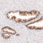 Anti-GRN Antibody