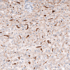 Anti-GRN Antibody