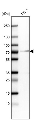 Western blot analysis in human cell line PC-3.