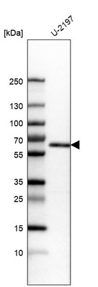 Western blot analysis in human cell line U-2197.