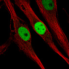Immunofluorescence staining of U-2197cells using the Anti-KLF4 monoclonal antibody, showing specific staining in the nucleoplasm in green. Microtubule- and nuclear probes are visualized in red and blue, respectively (where available).