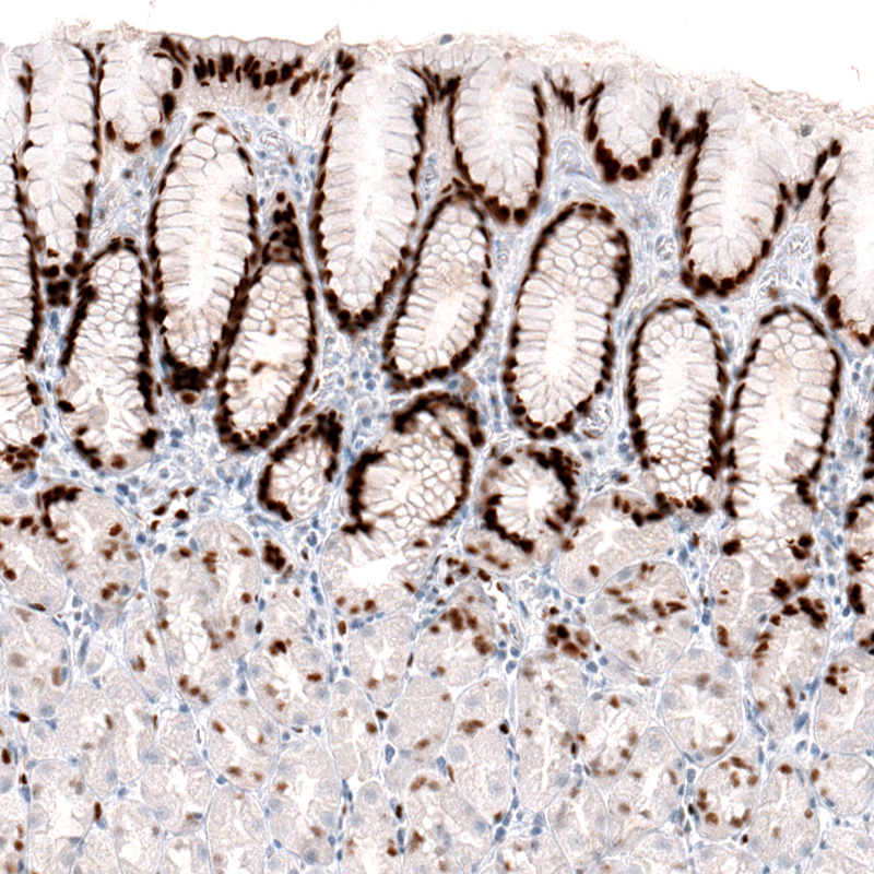 Anti-KLF4 Antibody