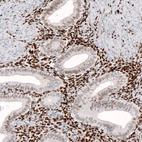 Immunohistochemical staining of human endometrium shows nuclear immunoreactivity in glandular and stromal cells.