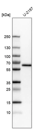Western blot analysis in human cell line U-2197.