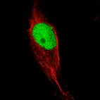 Immunofluorescence staining of U-2197cells using the Anti-KLF4 monoclonal antibody, showing specific staining in the nucleoplasm in green. Microtubule- and nuclear probes are visualized in red and blue, respectively (where available).