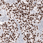 Anti-NANOG Antibody