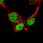 Immunofluorescence staining of NTERA-2 cells using the Anti-NANOG monoclonal antibody, showing specific staining in the nucleoplasm in green. Microtubule- and nuclear probes are visualized in red and blue, respectively (where available).