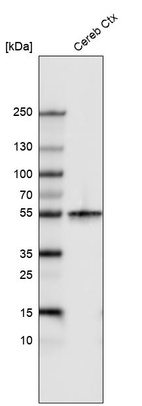 Anti-TUBB3 Antibody