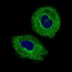 Anti-TUBB3 Antibody