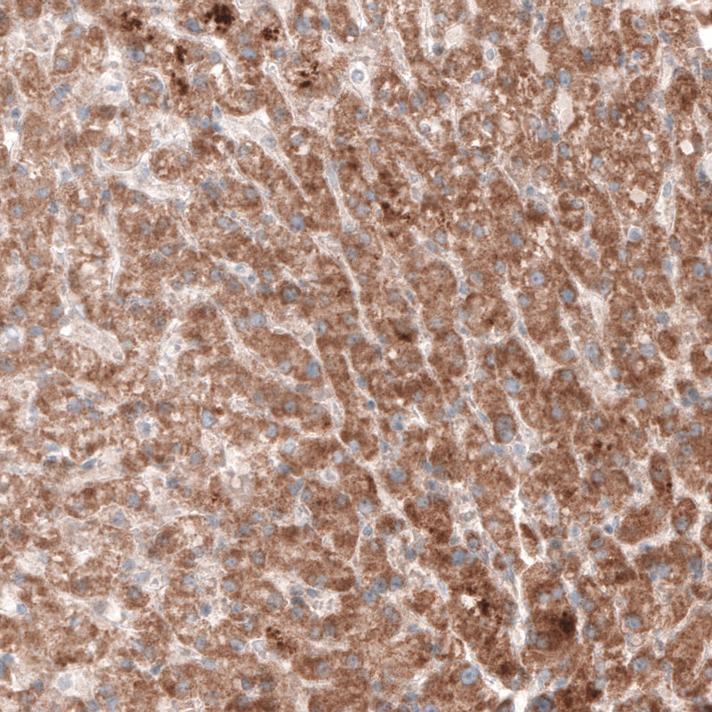 Anti-G6PC Antibody