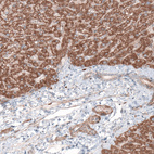 Anti-G6PC Antibody