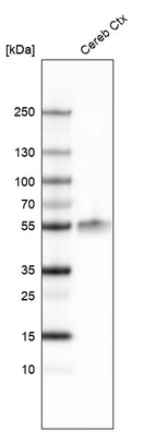 Western blot analysis in mouse cerebral cortex tissue.
