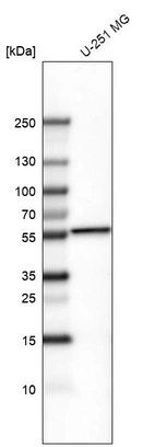 Western blot analysis in human cell line U-251 MG.