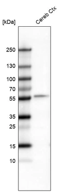 Western blot analysis in mouse cerebral cortex tissue.