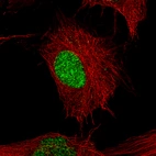 Immunofluorescence staining of U-251 cells using the Anti-POU3F2 monoclonal antibody, showing specific staining in the nucleoplasm in green. Microtubule- and nuclear probes are visualized in red and blue, respectively (where available).