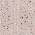 Immunohistochemical staining of rat cerebral cortex shows moderate to strong nuclear positivity in neurons in layers 3-4.