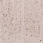 Immunohistochemical staining of rat cerebral cortex shows moderate to strong nuclear positivity in neurons in layers 3-4.