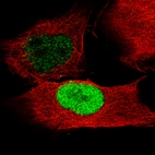 Immunofluorescence staining of U-251 cells using the Anti-POU3F2 monoclonal antibody, showing specific staining in the nucleoplasm in green. Microtubule- and nuclear probes are visualized in red and blue, respectively (where available).