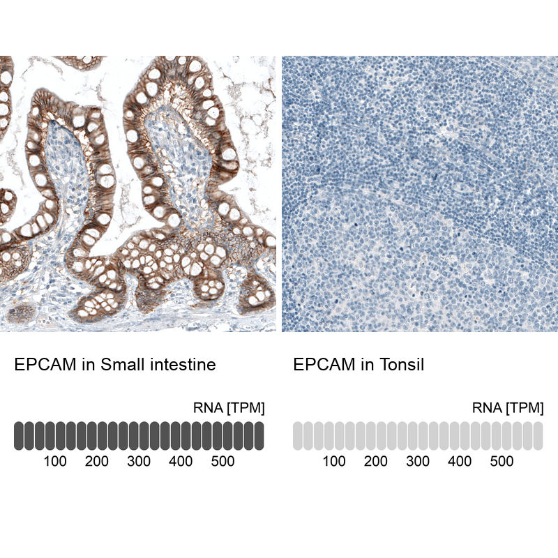 Anti-EPCAM Antibody