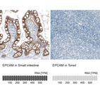 Anti-EPCAM Antibody