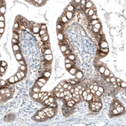 Immunohistochemical staining of human small intestine shows strong membranous positivity in glandular cells.