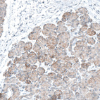 Anti-EPCAM Antibody