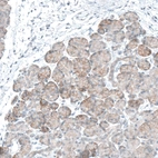 Immunohistochemical staining of human pancreas shows moderate membranous positivity in exocrine glandular cells.