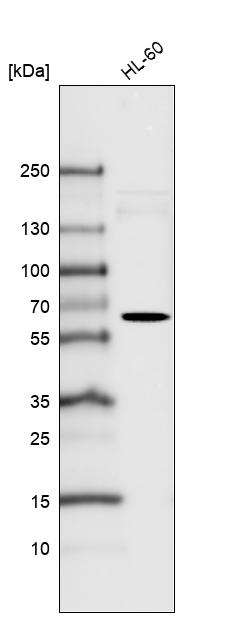 Anti-FUT4 Antibody