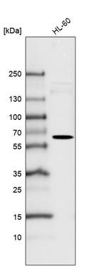 Anti-FUT4 Antibody