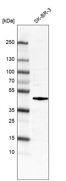 Anti-FOS Antibody