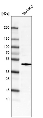 Anti-FOS Antibody