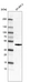Anti-FOS Antibody