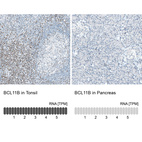 Anti-BCL11B Antibody