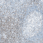 Immunohistochemical staining of human tonsil shows moderate to strong nuclear positivity, mainly in non - germinal center cells.