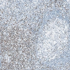 Immunohistochemical staining of human tonsil shows moderate to strong nuclear positivity, mainly in non - germinal center cells.