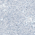 Immunohistochemical staining of human pancreas shows no positivity in exocrine glandular cells as expected.