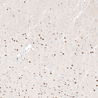 Immunohistochemical staining of mouse cerebral cortex shows moderate to strong nuclear positivity in neurons, mainly in layers 5-6.