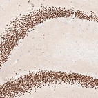 Immunohistochemical staining of mouse hippocampus shows strong nuclear positivity in neurons in the granular cell layer of dentate gyrus.