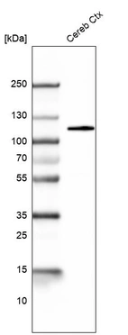 Western blot analysis in mouse cerebral cortex tissue.