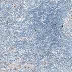 Immunohistochemical staining of human lymph node shows only weak positivity in a subset of lymphoid cells, as expected.
